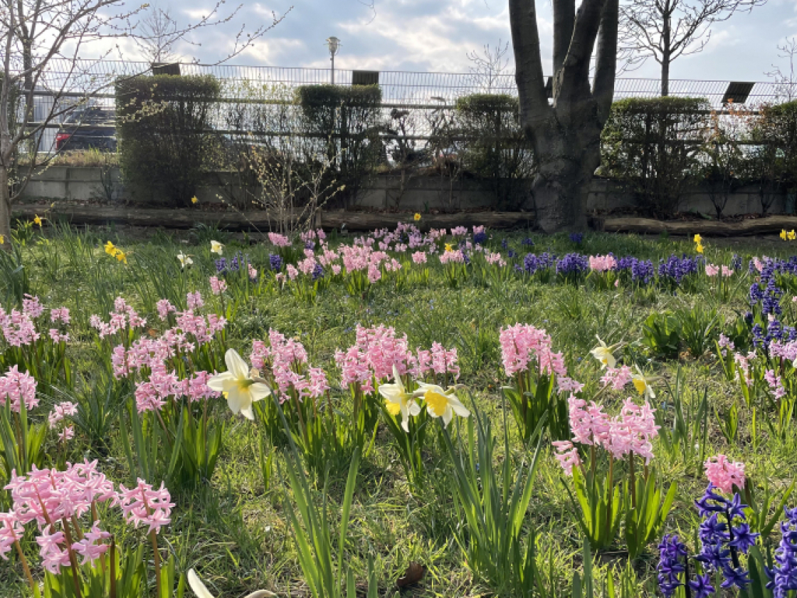 Blumenwiese im Parlament der Bäume